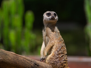 meerkat looking away against blurred background