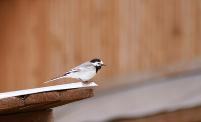 A graceful wagtail balancing on the edge of the roof of a wooden building.