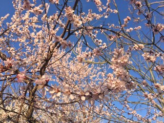 Cherry blossom closeups on blue daylight sky background with bee in focus