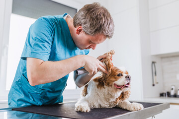 Veterinary doctor performing a dog ears exam, a diagnostic method using an otoscope. Pet animals,...
