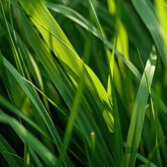Obraz premium Close-up of Green Grass Revealing Intricate Details and Structure