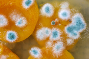 The surface of a bright orange peach is covered in blue and white mold. The growth patterns are irregular and spread across different parts of the surface.