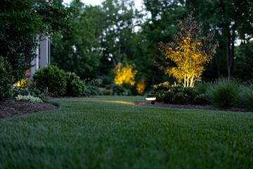 Obraz premium Illuminated backyard garden with trees, bushes, and green grass at twilight