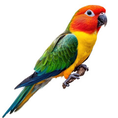 Obraz premium colorful sun conure parrot isolated on white