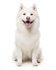 Obraz premium Pets outdoor in summer Samoyed dog, featuring Samoyed dog with pets outdoor in summer, a breathtaking pets outdoor in summer portrait in golden light, scenic dog portraits.