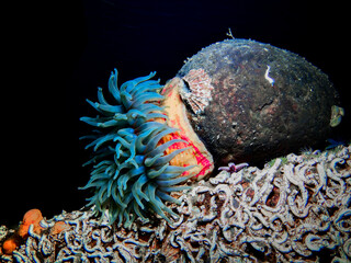 Sea anemone from Norway © Sakis Lazarides