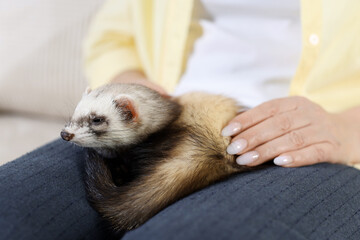 Woman with cute ferret on sofa, closeup