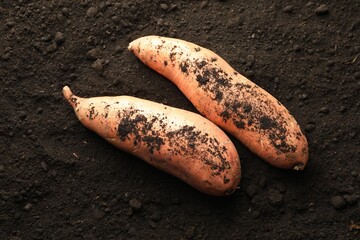 Fototapeta premium Raw sweet potatoes on soil, top view. Root vegetable