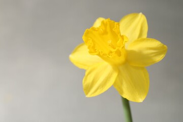 Yellow narcissus flower on grey background, closeup. Space for text