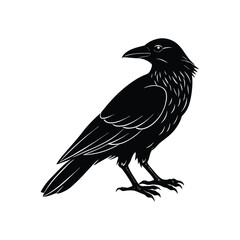 crow on a white background 