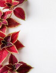 Colorful coleus leaves adorn a white background creating a vibrant display