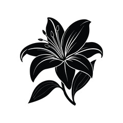 lily flower isolated on white background