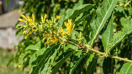 Lush avocado branch adorned with yellow flowers vibrant garden scene backdrop Perfect for nature lovers and gardening concepts