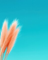 Pampas grass against vibrant turquoise background nature calm environment minimalist view
