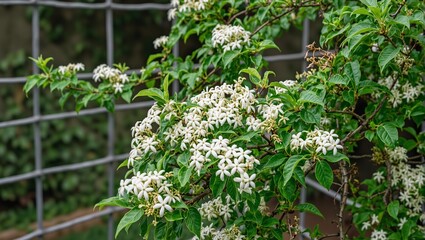 Bright white jasmine blooms perfume a serene garden scene framed by verdant leaves and a charming trellis A snapshot of natural beauty