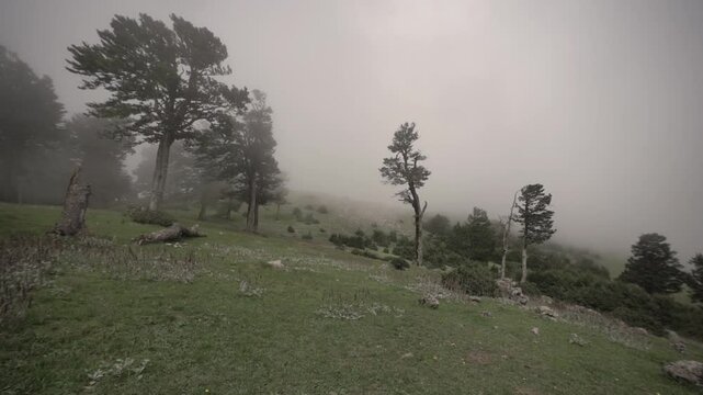 misty morning in the forest