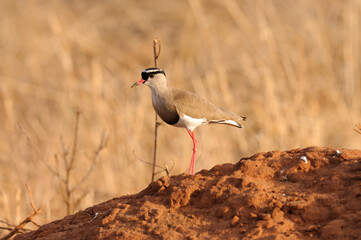 Crowned Plover or Lapwing (vanellus coronatus)