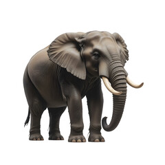Obraz premium PNG Young African Elephant with Detailed Skin Texture on White Background