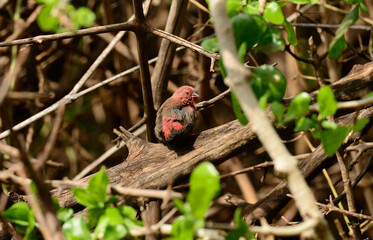 Red-billed Firefinch (Lagonosticta senegala)