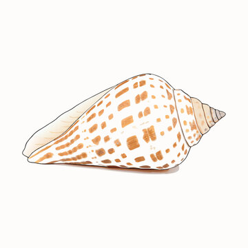 Image of conus tessulatus common name the tessellated cone is a species vector  illustration