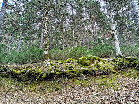 Exposed tree roots covered in moss in a lush forest landscape - Powered by Adobe