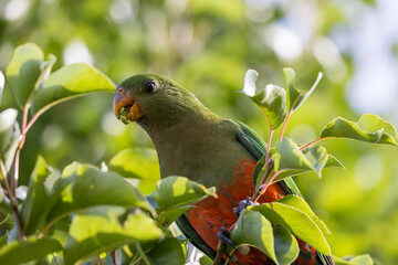 Photograph of an Australian King Parrot eating berries in a green leafy tree in the Blue Mountains in New South Wales, Australia.