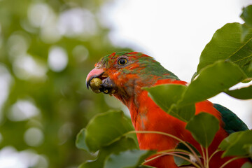 Photograph of an Australian King Parrot eating berries in a green leafy tree in the Blue Mountains in New South Wales, Australia.