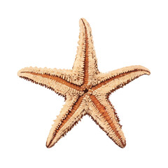 Small star fish seastar isolated  white background vector  illustration