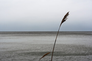 Single blade of grass with a long stem and tassel, close-up and backlight. Against a dramatic...