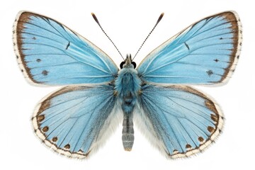 Obraz premium adonis-blue butterfly isolated on white background