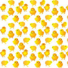 bare chickens on white background