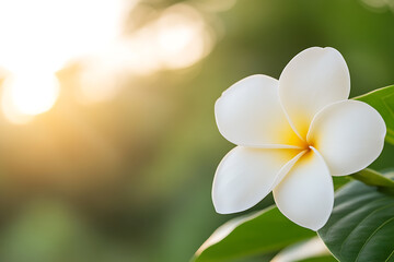 Obraz premium White flower with a sunny glow, petals gently curved, nestled on a green leaf. A tropical bloom in soft focus, kissed by golden sunlight.