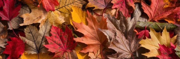 Obraz premium Autumn leaves with a bright combination of reds, oranges, yellows and browns. A banner with a place to copy it.