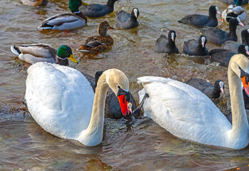 ducks and swans