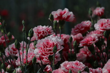 カラフルなカーネーション