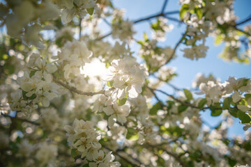 The Delightful and Captivating View of Blossoming Flowers Under the Bright and Warm Sunlight