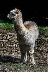Fototapeta premium White alpaca on the lawn. Latin name - Vicugna pacos 