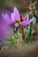 Fototapeta premium Erythrone Dent de chien