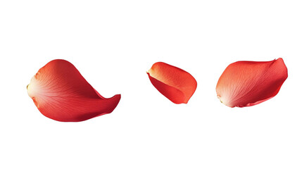Three Red Rose Petals Falling, Isolated on Transparent Background, Floral Design Element, High-Resolution Image, rose petals, floral design, transparent background