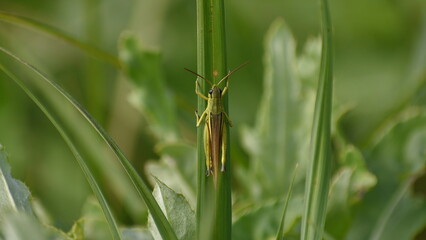 Locust sits on a leaf of a plant in a field in autumn closeup.
