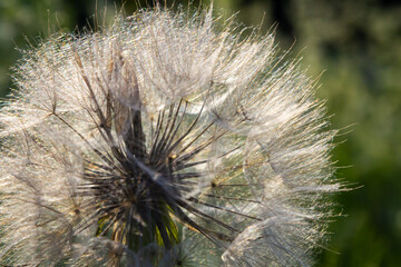 Goatsbeard, Tragopogon pratensis, flower seed head close up with feathery seeds and a blurred background of leaves