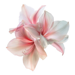 Fototapeta premium Delicate Pink Amaryllis Flowers, Double Blossom Composition, Isolated on Transparent Background, Botanical Illustration, Amaryllis, Flower, Transparent Background