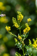 In the wild bloom Melilotus officinalis - honey, essential oil and medicinal plant