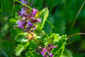 In summer, Teucrium chamaedrys grows in the wild among grasses
