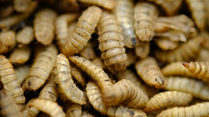 Black Soldier Fly Larvae (Hermetia illucens) or maggots are animals that are able to decompose organic waste, and are also commonly used as protein-rich animal feed.