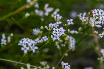 Macro photo of a dyer woodruff flower, Asperula tinctoria