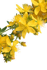 St John's wort yellow flowers