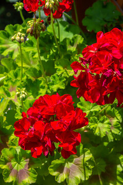 Geranium red flowers. Hanging geranium blooms, close up. Ivy geranium blossoms. Pelargonium peltatum flowers. Growing Hanging Geranium on house wall