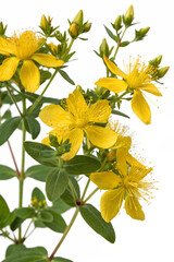St John's wort yellow flowers