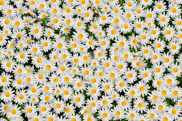 Wild daisy flowers growing on meadow. Meadow with lots of white and pink spring daisy flowers. panoramic spring web banner.	